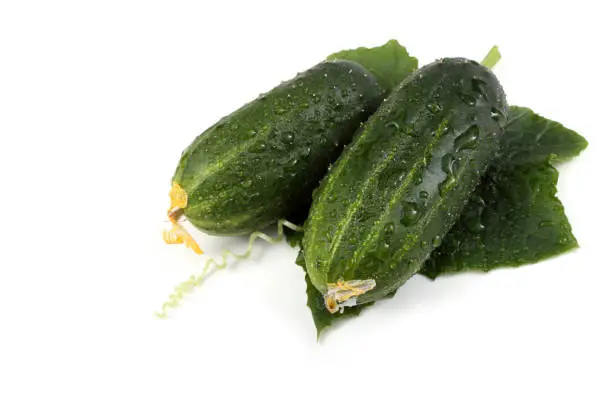 قیمت خرید خیار سبز بوته ای عمده به صرفه و ارزان